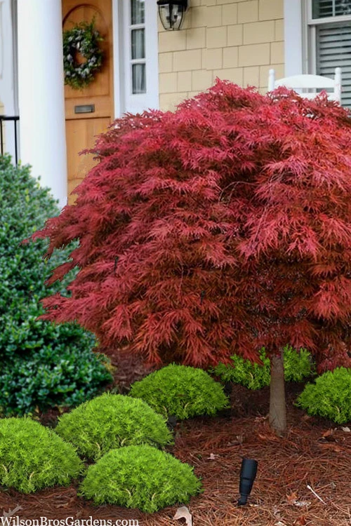 Victoria Red Sensation Weeping Japanese Maple - 3 Gallon Pot 1 Victoria Red Sensation Weeping Japanese Maple - 3 Gallon Pot