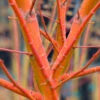 Wild Fire Coral Bark Japanese Maple - 3 Gallon Pot (6-7')