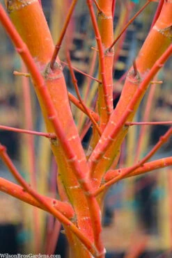 Wild Fire Coral Bark Japanese Maple - 3 Gallon Pot (6-7')