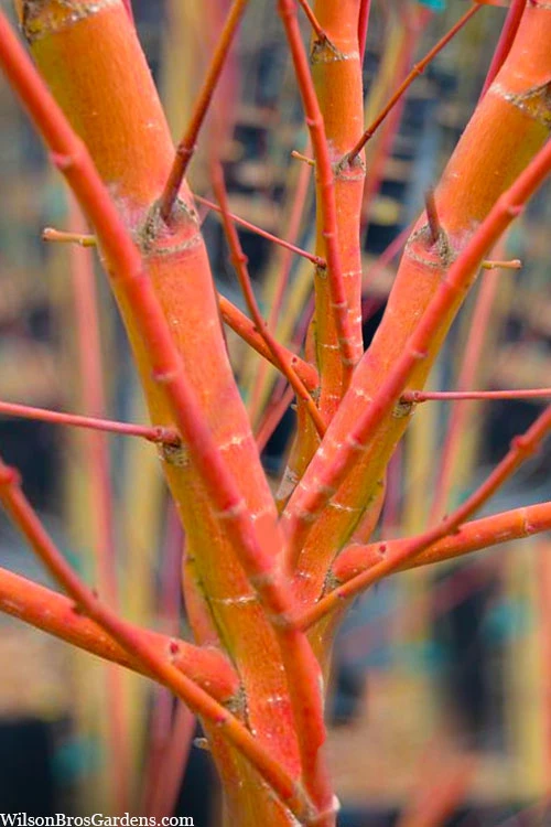 Wild Fire Coral Bark Japanese Maple - 3 Gallon Pot (6-7') 1 Wild Fire Coral Bark Japanese Maple - 3 Gallon Pot (6-7')