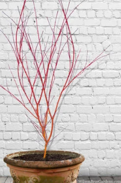 Wild Fire Coral Bark Japanese Maple - 3 Gallon Pot (6-7') 10 Wild Fire Coral Bark Japanese Maple - 3 Gallon Pot (6-7') -Wilson Bros Gardens acer palmatum wildfire 9