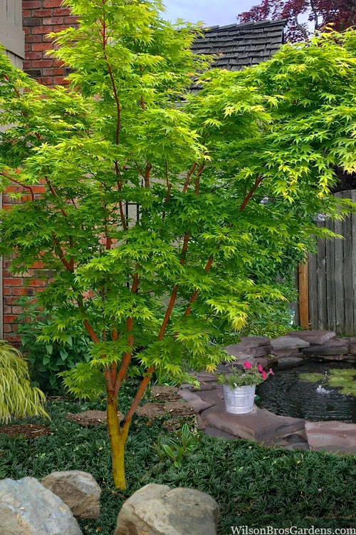 Wild Fire Coral Bark Japanese Maple - 3 Gallon Pot (6-7') 5 Wild Fire Coral Bark Japanese Maple - 3 Gallon Pot (6-7') - Image 5