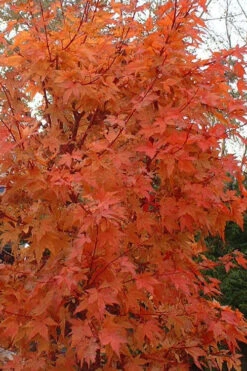 Winter Flame Coral Bark Japanese Maple - 1 Gallon Pot -Wilson Bros Gardens acer palmatum winter flame japanese maple 1