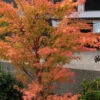 Winter Flame Coral Bark Japanese Maple - 1 Gallon Pot