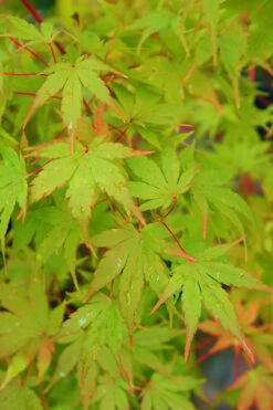 Winter Flame Coral Bark Japanese Maple - 1 Gallon Pot -Wilson Bros Gardens acer palmatum winter flame japanese maple 11