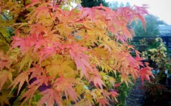 Winter Flame Coral Bark Japanese Maple - 1 Gallon Pot -Wilson Bros Gardens acer palmatum winter flame japanese maple 12
