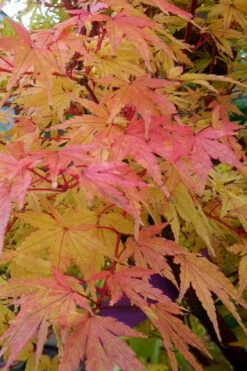 Winter Flame Coral Bark Japanese Maple - 1 Gallon Pot -Wilson Bros Gardens acer palmatum winter flame japanese maple 13