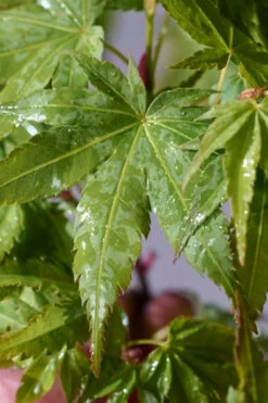 Winter Flame Coral Bark Japanese Maple - 1 Gallon Pot -Wilson Bros Gardens acer palmatum winter flame japanese maple 14