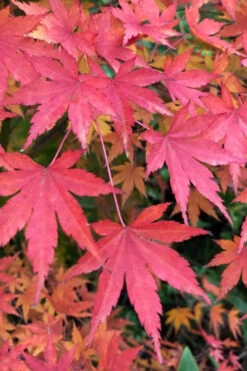 Winter Flame Coral Bark Japanese Maple - 1 Gallon Pot -Wilson Bros Gardens acer palmatum winter flame japanese maple 4