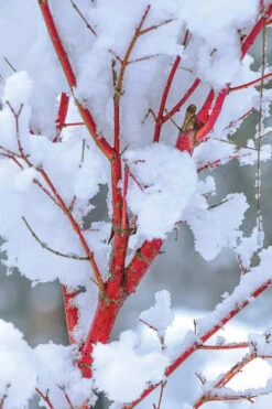 Winter Red Coral Bark Japanese Maple - 1 Gallon Pot 18 Winter Red Coral Bark Japanese Maple - 1 Gallon Pot -Wilson Bros Gardens acer palmatum winter flame japanese maple 6