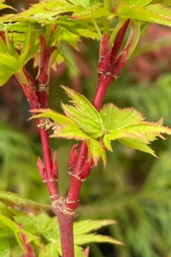 Winter Flame Coral Bark Japanese Maple - 1 Gallon Pot -Wilson Bros Gardens acer palmatum winter flame japanese maple 9