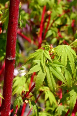 Winter Red Coral Bark Japanese Maple - 7 Gallon Pot -Wilson Bros Gardens acer palmatum winter red coral bark japanese maple 1 1