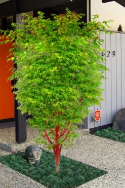 Winter Red Coral Bark Japanese Maple - 7 Gallon Pot -Wilson Bros Gardens acer palmatum winter red coral bark japanese maple 11 1