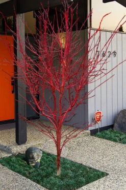 Winter Red Coral Bark Japanese Maple - 1 Gallon Pot 21 Winter Red Coral Bark Japanese Maple - 1 Gallon Pot -Wilson Bros Gardens acer palmatum winter red coral bark japanese maple 21