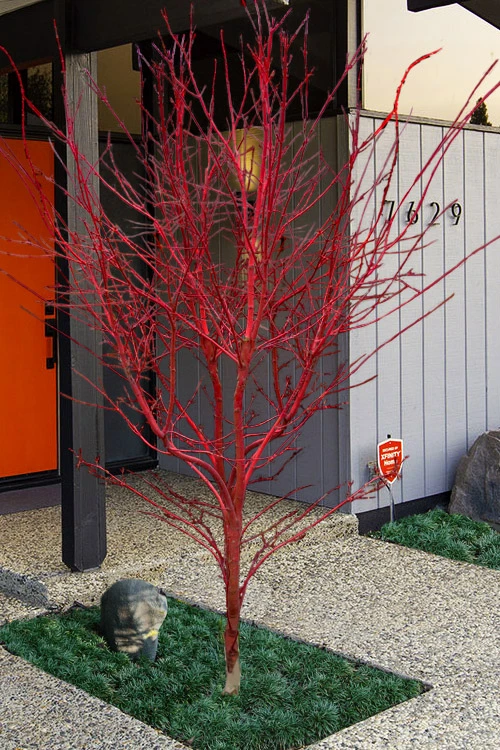 Winter Red Coral Bark Japanese Maple - 1 Gallon Pot 11 Winter Red Coral Bark Japanese Maple - 1 Gallon Pot - Image 11