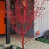 Winter Red Coral Bark Japanese Maple - 7 Gallon Pot