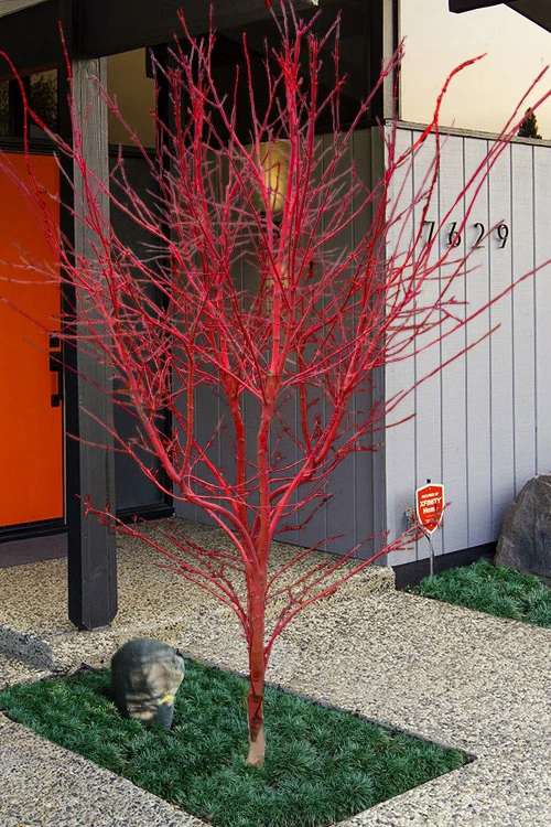 Winter Red Coral Bark Japanese Maple - 1 Gallon Pot 1 Winter Red Coral Bark Japanese Maple - 1 Gallon Pot