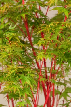 Winter Red Coral Bark Japanese Maple - 1 Gallon Pot 16 Winter Red Coral Bark Japanese Maple - 1 Gallon Pot -Wilson Bros Gardens acer palmatum winter red coral bark japanese maple 3