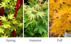 Winter Red Coral Bark Japanese Maple - 1 Gallon Pot 14 Winter Red Coral Bark Japanese Maple - 1 Gallon Pot -Wilson Bros Gardens acer palmatum winter red coral bark japanese maple 6