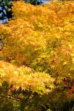 Winter Red Coral Bark Japanese Maple - 7 Gallon Pot -Wilson Bros Gardens acer palmatum winter red coral bark japanese maple 7 1