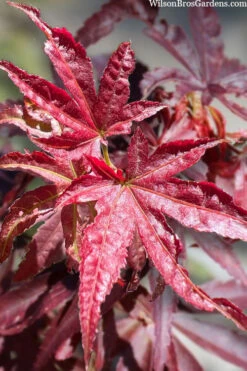 Winter's Columnar Red Japanese Maple - 7 Gallon Pot (4-5') -Wilson Bros Gardens acer palmatum winters columnar red japanese maple 1