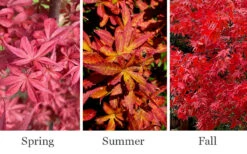 Winter's Columnar Red Japanese Maple - 7 Gallon Pot (4-5') -Wilson Bros Gardens acer palmatum winters columnar red japanese maple 6