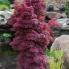 Winter's Columnar Red Japanese Maple - 7 Gallon Pot (4-5')