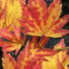 Yellow Bird Japanese Maple - 5 Gallon Pot