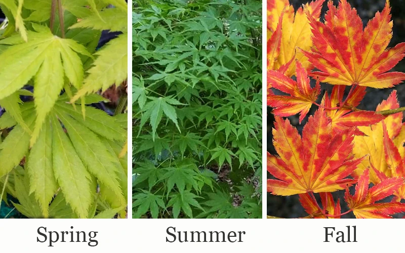 Yellow Bird Japanese Maple - 3 Gallon Pot 4 Yellow Bird Japanese Maple - 3 Gallon Pot - Image 4