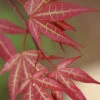 Yezo Nishiki Japanese Maple - 3 Gallon Pot (2-3')