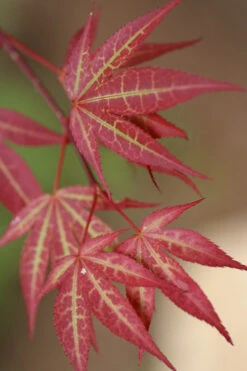 Yezo Nishiki Japanese Maple - 5 Gallon Pot (4-5')