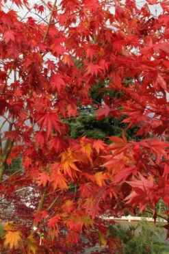 Yezo Nishiki Japanese Maple - 3 Gallon Pot (2-3') -Wilson Bros Gardens acer palmatum yezo nishiki japanese maple 10 1