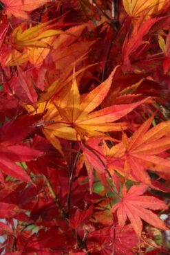 Yezo Nishiki Japanese Maple - 3 Gallon Pot (2-3') -Wilson Bros Gardens acer palmatum yezo nishiki japanese maple 11 1