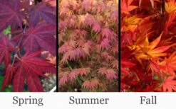 Yezo Nishiki Japanese Maple - 3 Gallon Pot (2-3') -Wilson Bros Gardens acer palmatum yezo nishiki japanese maple 14 1