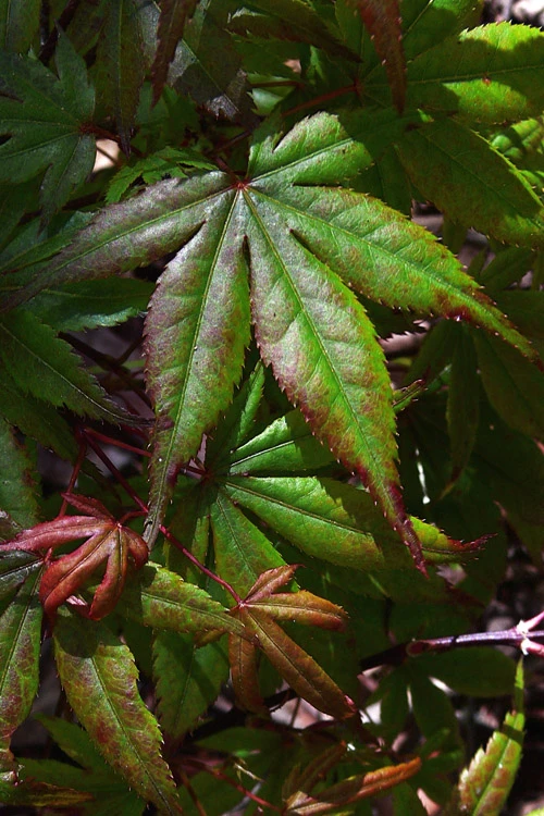 Yezo Nishiki Japanese Maple - 5 Gallon Pot (4-5') 8 Yezo Nishiki Japanese Maple - 5 Gallon Pot (4-5') - Image 8