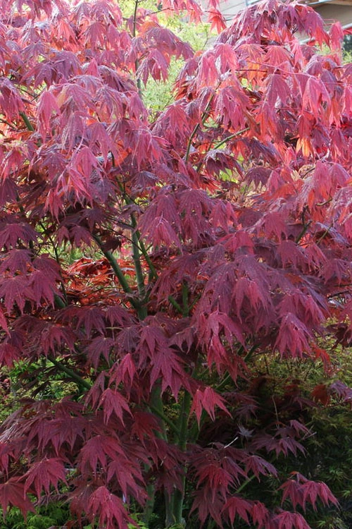 Yezo Nishiki Japanese Maple - 5 Gallon Pot (4-5') 5 Yezo Nishiki Japanese Maple - 5 Gallon Pot (4-5') - Image 5