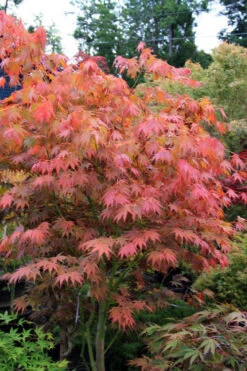 Yezo Nishiki Japanese Maple - 3 Gallon Pot (2-3') -Wilson Bros Gardens acer palmatum yezo nishiki japanese maple 6 1
