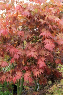 Yezo Nishiki Japanese Maple - 3 Gallon Pot (2-3') -Wilson Bros Gardens acer palmatum yezo nishiki japanese maple 7 1