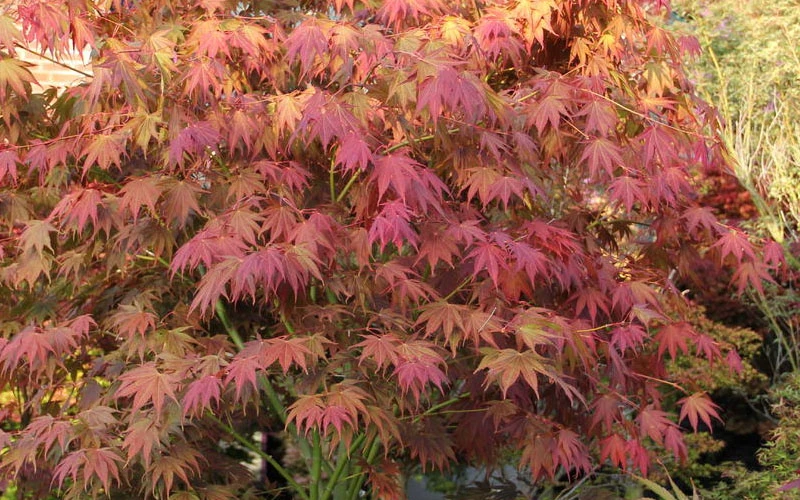 Yezo Nishiki Japanese Maple - 5 Gallon Pot (4-5') 11 Yezo Nishiki Japanese Maple - 5 Gallon Pot (4-5') - Image 11
