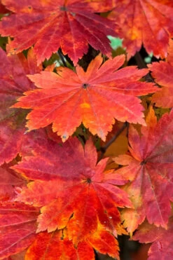 Purple Bloom Korean Maple (Acer Pseudosieboldianum Var. Takesimense) - 3 Gallon Pot 4-5' 14 Purple Bloom Korean Maple (Acer Pseudosieboldianum Var. Takesimense) - 3 Gallon Pot 4-5' -Wilson Bros Gardens acer pseudosieboldianum var takesimense purple bloom korean maple 1