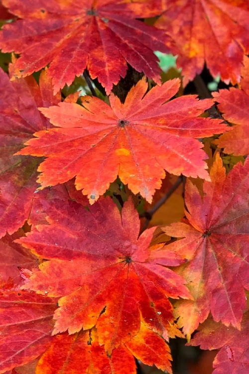 Purple Bloom Korean Maple (Acer Pseudosieboldianum Var. Takesimense) - 3 Gallon Pot 4-5' 7 Purple Bloom Korean Maple (Acer Pseudosieboldianum Var. Takesimense) - 3 Gallon Pot 4-5' - Image 7