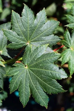 Purple Bloom Korean Maple (Acer Pseudosieboldianum Var. Takesimense) - 3 Gallon Pot 4-5' 12 Purple Bloom Korean Maple (Acer Pseudosieboldianum Var. Takesimense) - 3 Gallon Pot 4-5' -Wilson Bros Gardens acer pseudosieboldianum var takesimense purple bloom korean maple 2