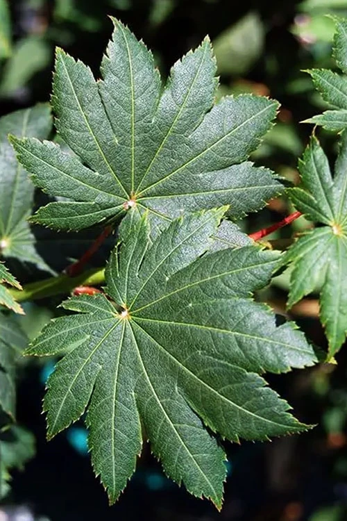 Purple Bloom Korean Maple (Acer Pseudosieboldianum Var. Takesimense) - 3 Gallon Pot 4-5' 5 Purple Bloom Korean Maple (Acer Pseudosieboldianum Var. Takesimense) - 3 Gallon Pot 4-5' - Image 5