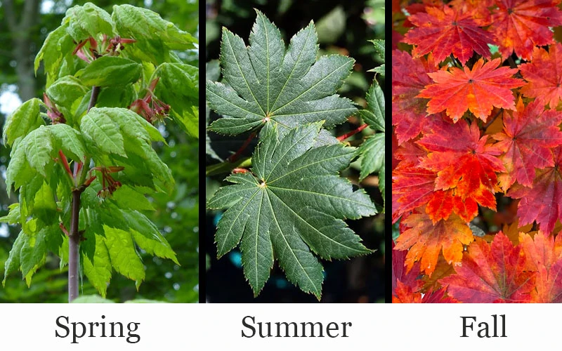 Purple Bloom Korean Maple (Acer Pseudosieboldianum Var. Takesimense) - 3 Gallon Pot 4-5' 4 Purple Bloom Korean Maple (Acer Pseudosieboldianum Var. Takesimense) - 3 Gallon Pot 4-5' - Image 4