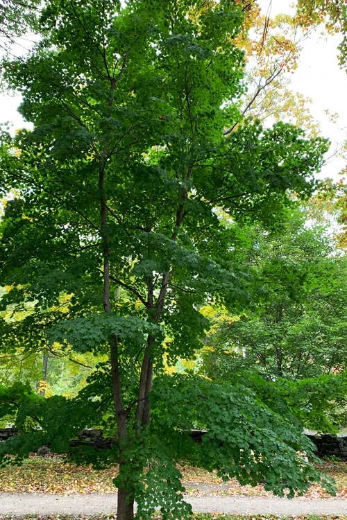 Purple Bloom Korean Maple (Acer Pseudosieboldianum Var. Takesimense) - 3 Gallon Pot 4-5' 8 Purple Bloom Korean Maple (Acer Pseudosieboldianum Var. Takesimense) - 3 Gallon Pot 4-5' - Image 8