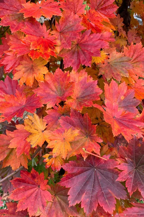 Purple Bloom Korean Maple (Acer Pseudosieboldianum Var. Takesimense) - 3 Gallon Pot 4-5' 6 Purple Bloom Korean Maple (Acer Pseudosieboldianum Var. Takesimense) - 3 Gallon Pot 4-5' - Image 6