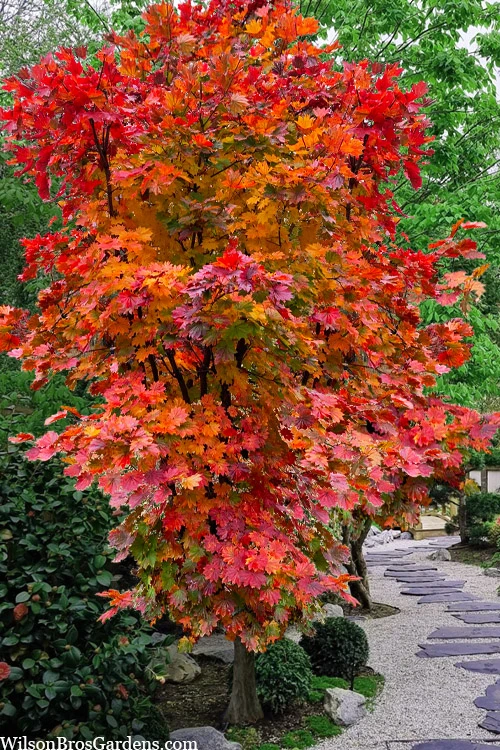 Purple Bloom Korean Maple (Acer Pseudosieboldianum Var. Takesimense) - 3 Gallon Pot 4-5' 1 Purple Bloom Korean Maple (Acer Pseudosieboldianum Var. Takesimense) - 3 Gallon Pot 4-5'