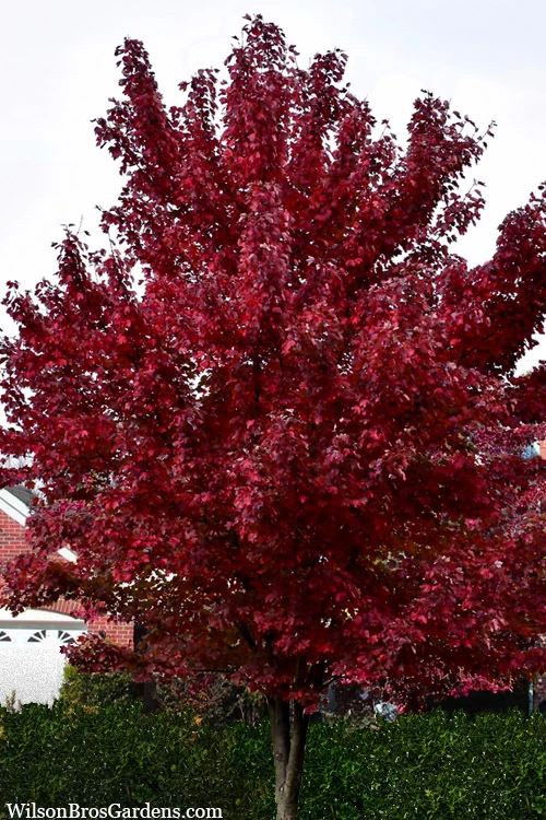Brandywine Maple Tree - 3 Gallon Pot 1 Brandywine Maple Tree - 3 Gallon Pot