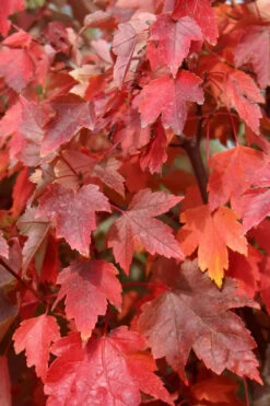 Native Red Maple Tree (Acer Rubrum) - 3 Pack Of 1.5 Quart Pots 17 Native Red Maple Tree (Acer Rubrum) - 3 Pack Of 1.5 Quart Pots -Wilson Bros Gardens acer rubrum red maple 3 1