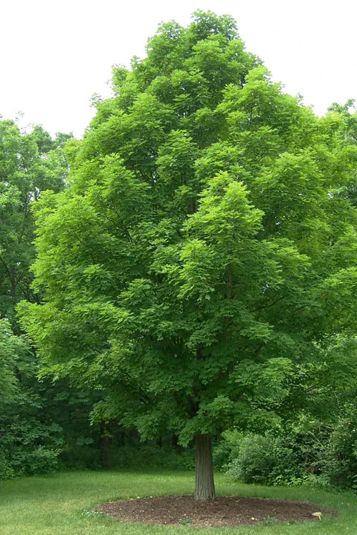 Native Red Maple Tree (Acer Rubrum) - 3 Pack Of 1.5 Quart Pots 11 Native Red Maple Tree (Acer Rubrum) - 3 Pack Of 1.5 Quart Pots - Image 11